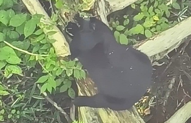 米沢市の住宅街のやぶにクマ　ドローンでとらえたクマ画像　周辺を警察が封鎖し対応続く（山形）|TBS NEWS DIG