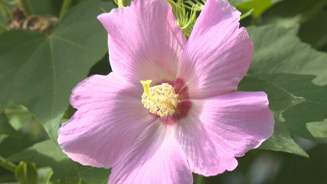 宗玄寺で400本のフヨウの花が咲き誇る 恵みの雨で一斉開花 大分・杵築市 |TBS NEWS DIG