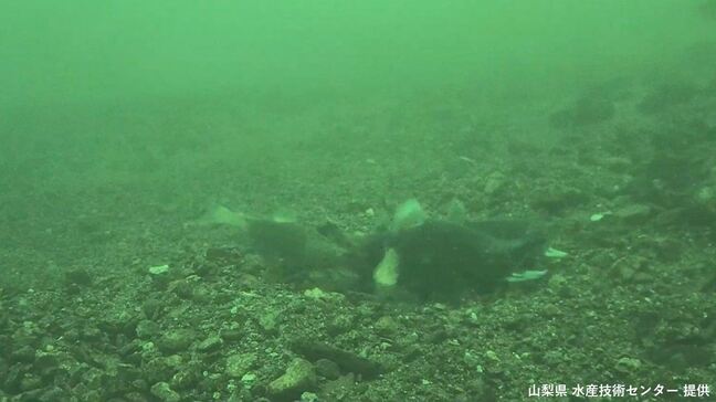 世界初 “奇跡の魚”クニマス　自然界での産卵シーン撮影に成功　山梨県が発表|TBS NEWS DIG