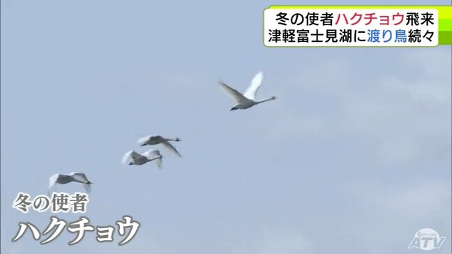 “冬の使者”ハクチョウの群れが飛来　越冬や中継のために訪れる冬の渡り鳥　なかには“迷い鳥”とされる『カナダヅル』の姿も　青森県鶴田町「津軽富士見湖」|TBS NEWS DIG
