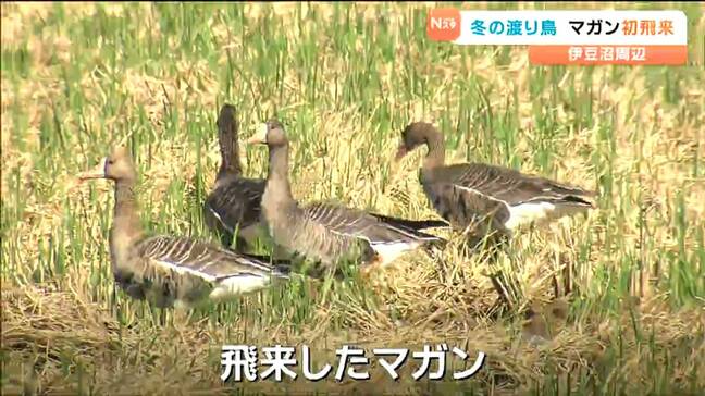 冬の渡り鳥"マガン"の2025年初飛来を確認!これから10万羽が集結へ 宮城・登米市|TBS NEWS DIG