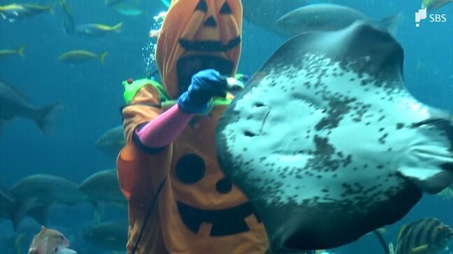 ハロウィーン前に“カボチャダイバー”が魚に餌やり 子どもたちにお菓子を配るよう＝静岡・下田海中水族館|TBS NEWS DIG