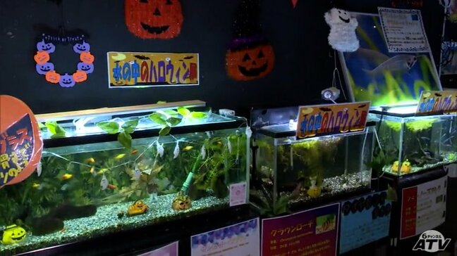 「スケスケでおもしろい！」スケルトンやドラキュラのような魚も！ちょっと不気味な魚たちが大集合　マリエント　水の中のハロウィン展　青森県八戸市|TBS NEWS DIG