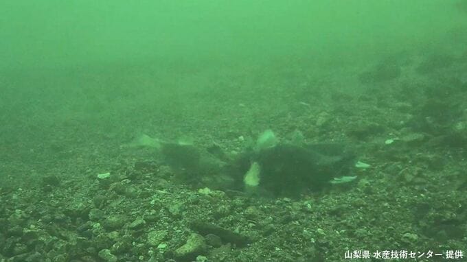 世界初 “奇跡の魚”クニマス　自然界での産卵シーン撮影に成功　山梨県が発表　|　山梨のニュース | ＵＴＹテレビ山梨