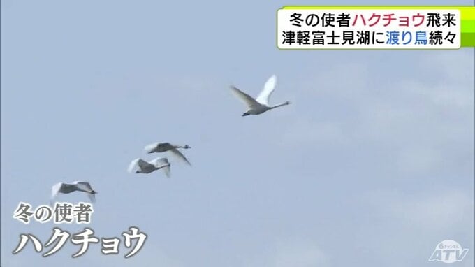 “冬の使者”ハクチョウの群れが飛来　越冬や中継のために訪れる冬の渡り鳥　なかには“迷い鳥”とされる『カナダヅル』の姿も　青森県鶴田町「津軽富士見湖」|TBS NEWS DIG