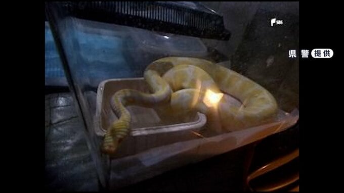 なぜ？体長1mのヘビ3匹が同じ松林に…相次ぎ発見「ボールパイソン」か＝静岡・焼津市|TBS NEWS DIG