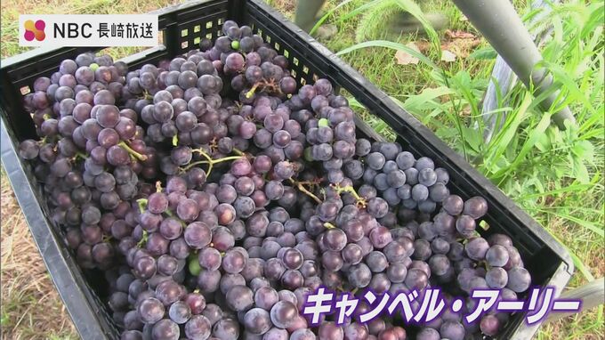 「天候に恵まれて良いブドウにできている」長崎県五島でワイン用ぶどうの収穫|TBS NEWS DIG