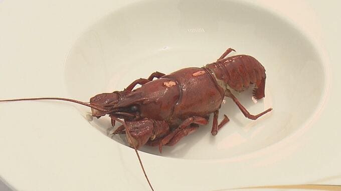 「まるでロブスター！？」厄介者の“ウチダザリガニ”食べてみた　パスタや吸い物、その味は　福島|TBS NEWS DIG