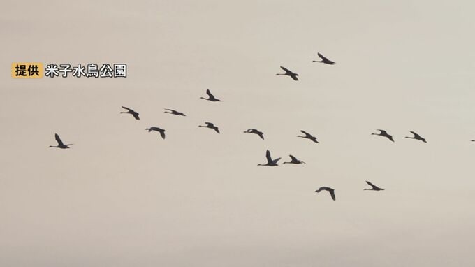 春を告げるコハクチョウ「北帰行」始まる…中海周辺で確認された数は過去最多「北国が大雪で、山陰に逃げてきているのではないか」|TBS NEWS DIG