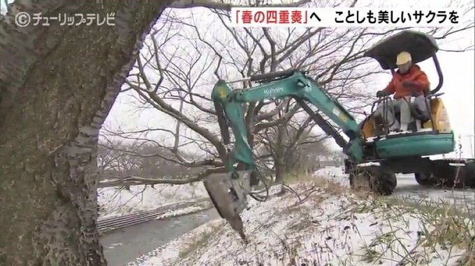 待ち遠しい！「春の四重奏」地元住民が樹齢60年超えるサクラに肥料　|　富山のニュース｜天気・防災｜チューリップテレビ