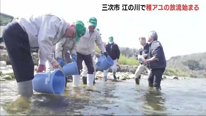 江の川に稚アユを放流　例年より1週間遅れで開始　友釣りは5月20日解禁へ　広島・三次市|TBS NEWS DIG