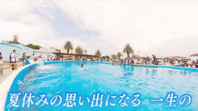 この夏行きたいおすすめスポット！島唯一の鉄板料理から発酵＆醸造が主役の横丁、イルカ体験まで|TBS NEWS DIG