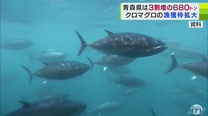 “海のダイヤ”太平洋クロマグロの来年度の漁獲枠案が発表　青森県は全国で最も多く唯一の600トン台　『大間マグロ』扱う漁協からは「ありがたい」　|　青森のニュース│ATV NEWS│青森テレビ