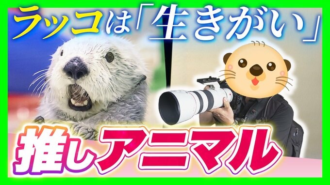 【動物推しの“沼”】ラッコは「生きがい」鳥羽水族館に通い詰める男性の情熱に密着　ランチも忘れて撮影に全集中「仕草も表情も豊かで飽きない」　|　MBSニュース | 関西の最新ニュースを分かりやすく。