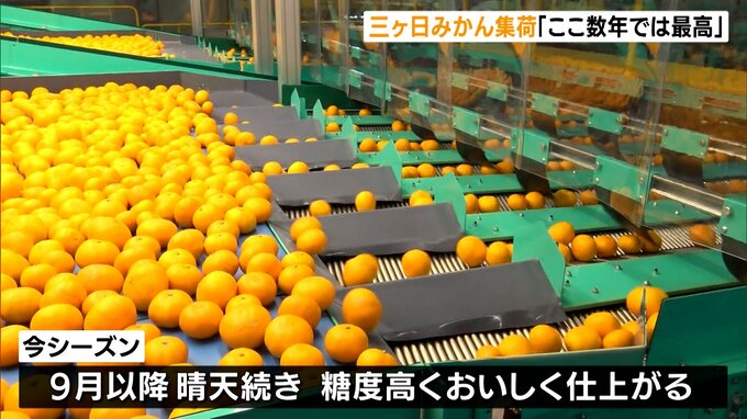 「三ヶ日みかん」の季節到来「ここ数年では最高のみかん」と太鼓判＝静岡・浜松市　|　静岡のニュース | SBSNEWS | 静岡放送