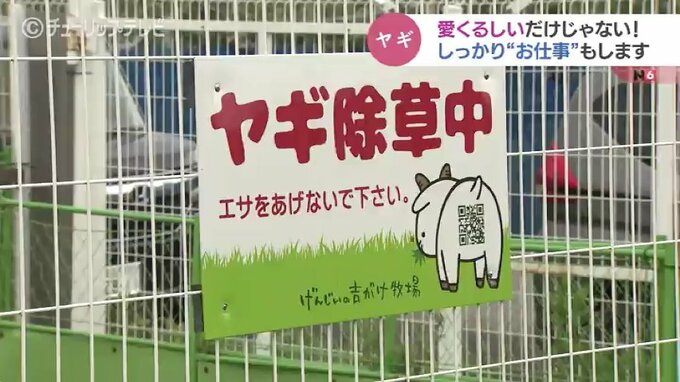 面倒な草刈り引き受けます！　ヤギの出張サービス　癒しだけじゃありません　富山|TBS NEWS DIG