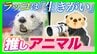 【動物推しの“沼”】ラッコは「生きがい」鳥羽水族館に通い詰める男性の情熱に密着　ランチも忘れて撮影に全集中「仕草も表情も豊かで飽きない」　|　MBSニュース | 関西の最新ニュースを分かりやすく。