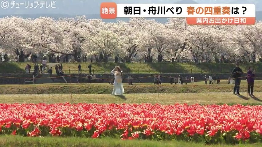 春の四重奏” 雪の北アルプス背景に桜並木、菜の花、そしてチューリップ