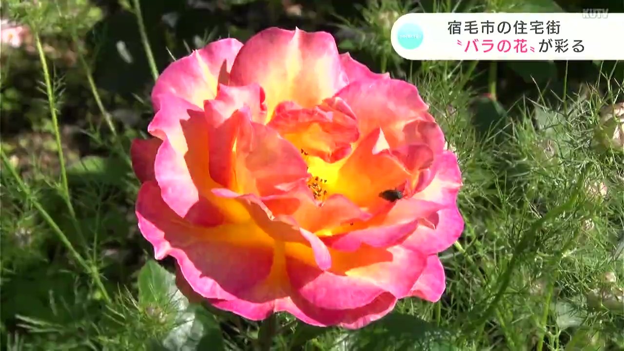 甘い香り漂う！高知県宿毛市の住宅の庭でバラ咲くも…大量発生しているカメムシの影響か　例年より花の数が少なく