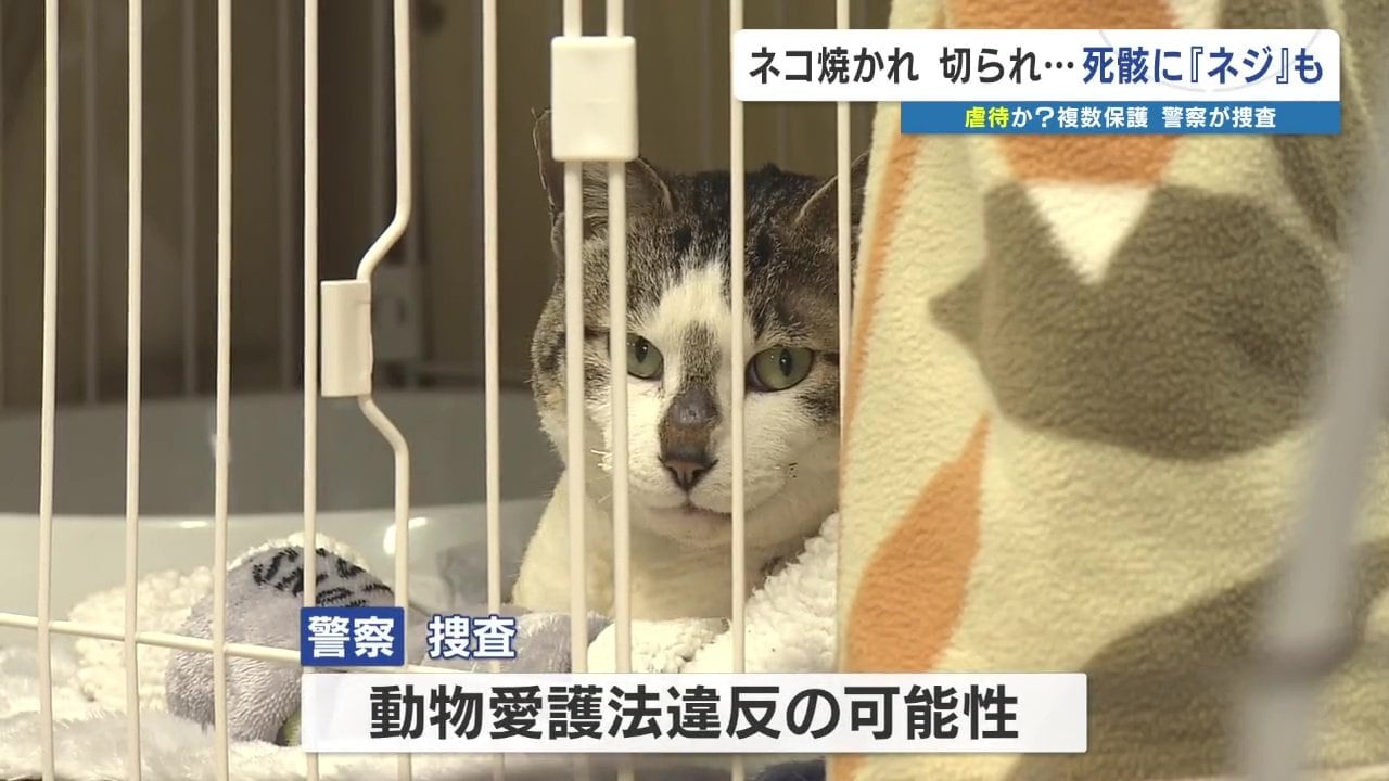 ネコ焼かれ切られ、火葬すると出てきた『ネジ』… 複数匹が虐待か