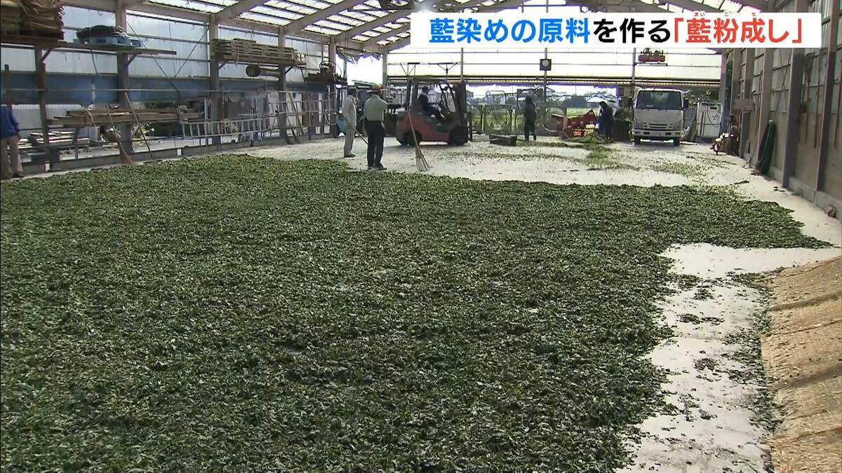 徳島の藍染め、今年の出来は特別！