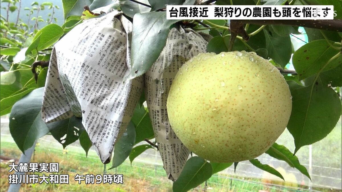 神頼みをするだけ シーズン真っ最中の台風接近に梨園も頭を抱える 静岡 掛川市 Tbs News Dig