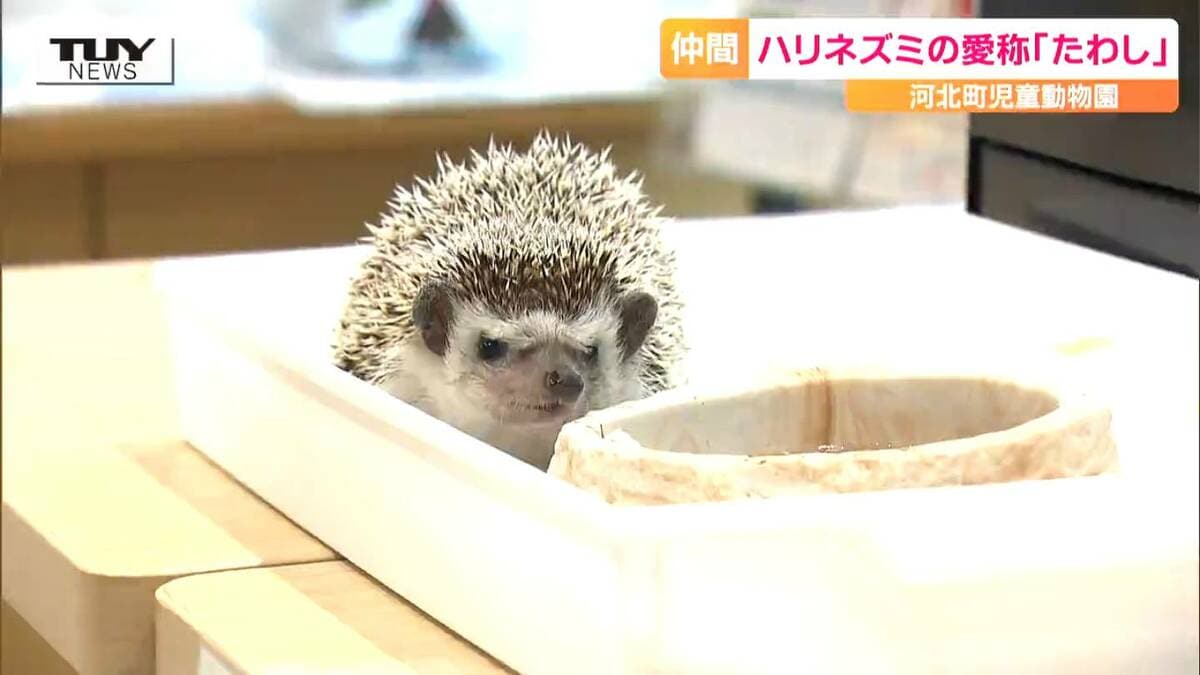 yukisan様ご確認ページ】ハリネズミ yukisan様ご相談ページ