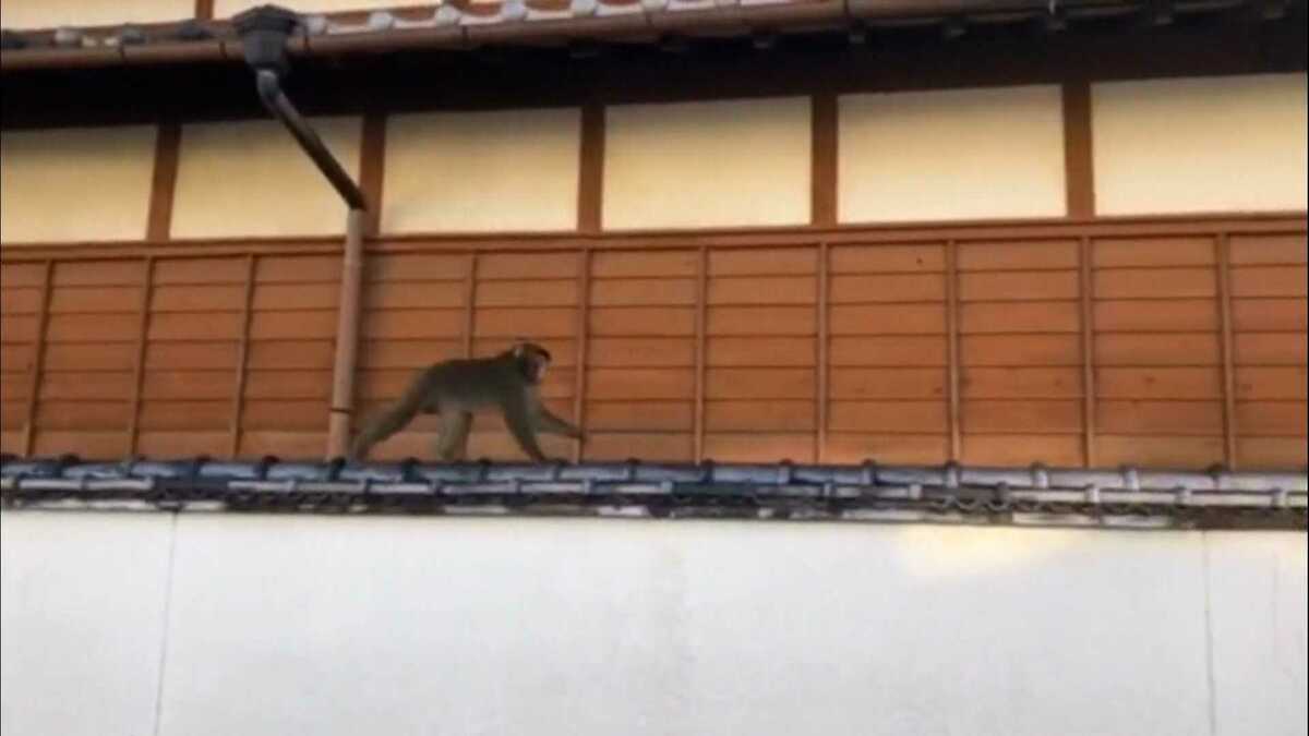 神出鬼没で追跡できない」都市型サルの被害相次ぐ 位置情報共有アプリ