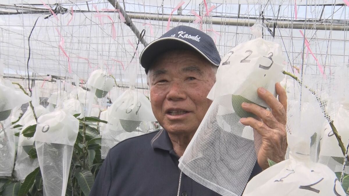 1本の木にマンゴー1223個！前人未到の実りに歓喜　今帰仁村