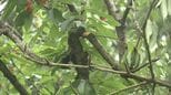 クマはサクランボが「大好き」他のくだものは?効果があるのは“電気柵”|TBS NEWS DIG