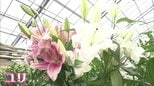 気品あふれる「オリエンタルユリ」花が咲いたら“花粉”に注意!【市場で旬みっけ!最終回】 | 福島のニュース│TUF