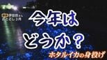 「人の気配しかしない」深夜の砂浜 “ホタルイカ身投げ” 爆沸き予報サイト信じてみたものの…現実は厳しい　富山|TBS NEWS DIG