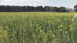 愛知県田原市の「伊良湖菜の花ガーデン」で菜の花が見頃|TBS NEWS DIG