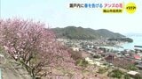 海辺に咲くアンズの花　瀬戸内に春を告げる 「春の花がやっぱりいい」　|　RCC NEWS | 広島ニュース | RCC中国放送