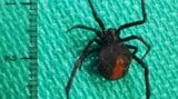 住宅の庭に「セアカゴケグモ」見つかる 7月に入って3匹目 市が注意呼びかけ 大分 | 大分のニュース|OBS NEWS|大分放送