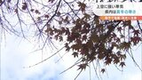 1日で気温6度下がる 「ネコと一緒に寝る」 一気に真冬の寒さ | 愛媛のニュース - Nスタえひめ|あいテレビは6チャンネル