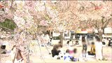 仙台・西公園花見会場で「焼きカキ」食べた男女3人食中毒 期間限定の仮設店舗で販売 | 宮城のニュース│tbc NEWS│tbc東北放送