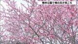 梅の花が見ごろ　梅林公園の“５種４７０本”ほぼ満開　例年より１週間ほど早い開花「満開…見ごたえがある」　見ごろは今月中旬頃まで　京都・綾部市　|　MBSニュース | 関西の最新ニュースを分かりやすく。
