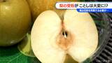 ことし“梨”が食べられなくなってしまうかも！？ 「花粉の輸入禁止」で受粉作業に影響大　どうする？【大石が聞く】　|　名古屋・愛知・岐阜・三重のニュース【CBC news】 | CBC web