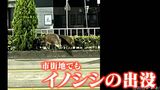 住宅地のすぐ近くでイノシシにかまれ大けが 意外に多い「都会のイノシシ」 出会ってしまったらどうすれば | 名古屋・愛知・岐阜・三重のニュース【CBC news】 | CBC web