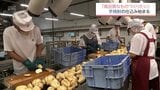 今年の芋焼酎の仕込み始まる　雲海酒造の綾蔵|TBS NEWS DIG