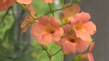 梅雨明けて…夏の花　凌霄花・ノウゼンカズラみごろ　|　BSSニュース | BSS山陰放送