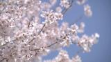 桜シーズンの土曜日 富山の観光名所・富岩運河環水公園はエドヒガンなど見頃 | 富山のニュース|天気・防災|チューリップテレビ