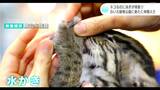 ネコなのに泳ぎが得意!? 高知県立のいち動物公園に新たな動物が仲間入り | 高知のニュース・天気|KUTV NEWS | KUTVテレビ高知