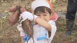 「天ぷらで食べたい」園児がサツマイモ掘り 寒暖差大きく秋らしい一日に 福島 | 福島のニュース│TUF