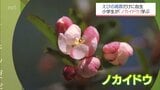 世界でえびの高原だけに自生「ノカイドウ」　地元の小学生が学ぶプログラム|TBS NEWS DIG