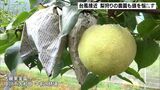 「神頼みをするだけ」シーズン真っ最中の台風接近に梨園も頭を抱える—静岡・掛川市|TBS NEWS DIG