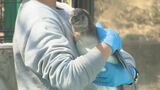 「前よりふわふわが、少なくなった」4年ぶり誕生!1月生まれのペンギン2羽の体重は?「春の動物園祭り」|TBS NEWS DIG