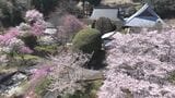 別名・花の寺 ソメイヨシノなど見ごろ迎える 境内にはスイセンやシバザクラも 山梨 北杜市・龍岸寺 | 山梨のニュース | UTYテレビ山梨