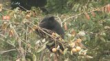 「柿の木などは早めの伐採を」クマ出没が去年上回るペースの富山市 対策会議で情報共有|TBS NEWS DIG